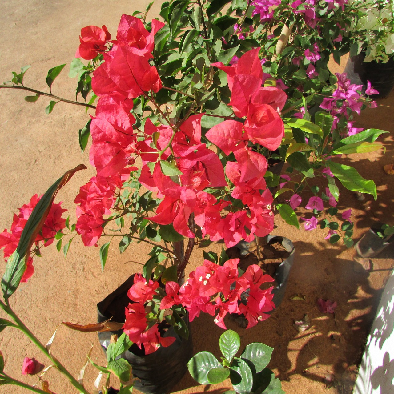 Wildflower, Gėlė, Bugenvilija, Dharwad, Indija, Gėlių, Augalas, Natūralus, Žiedas, Žydėti