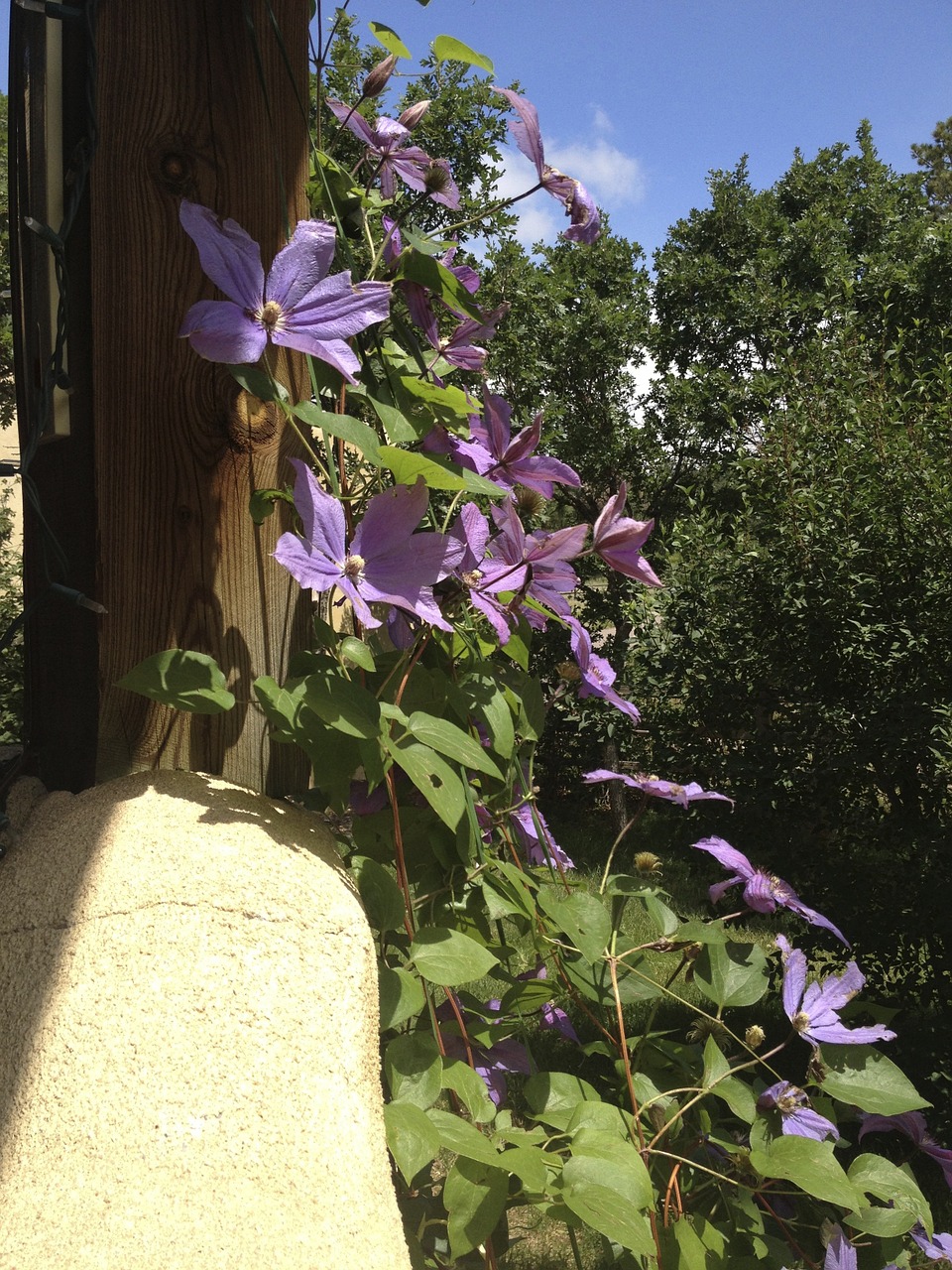 Wildflower, Clematis, Gėlės, Žydintis Vynas, Gėlių, Augalas, Natūralus, Žiedas, Žydėti, Žiedlapis