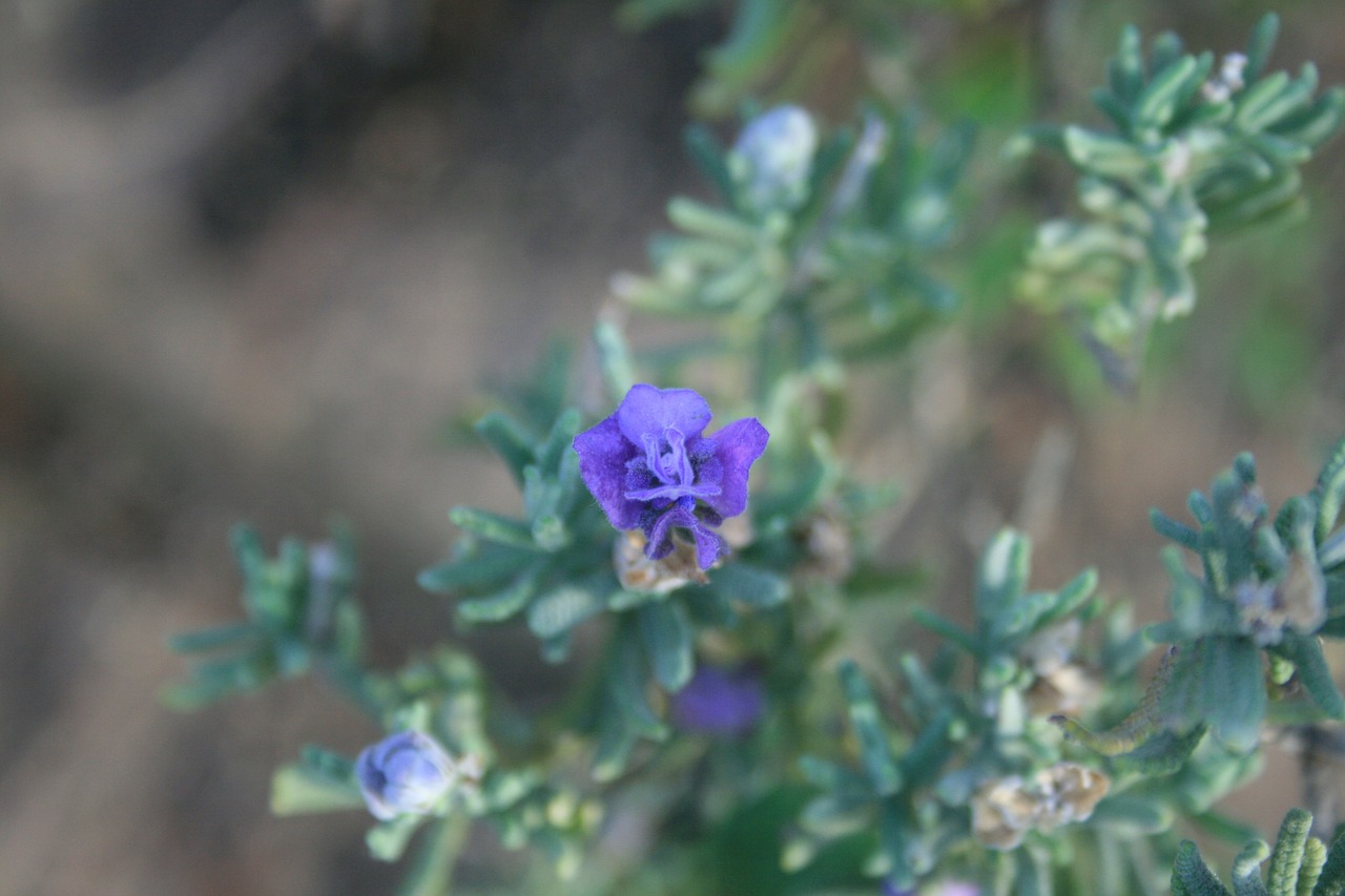 Wildflower, Gėlė, Skanėsto, Gėlių, Augalas, Natūralus, Žiedas, Žydėti, Žiedlapis, Botanikos