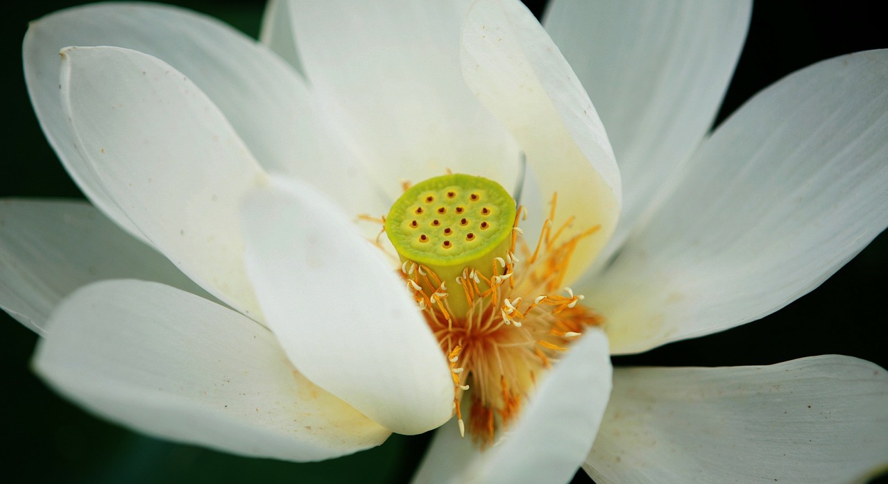 Wildflower, Gėlė, Lotosas, Lotuso Gėlė, Gėlių, Augalas, Natūralus, Žiedas, Žydėti, Žiedlapis