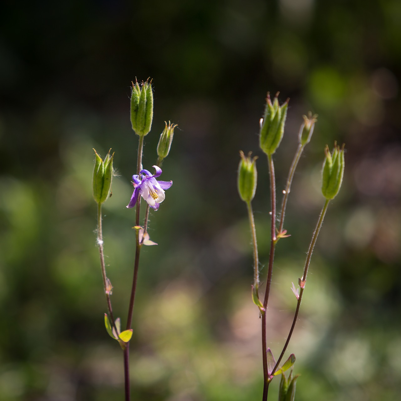 Wildflower, Gėlė, Gamta, Miškas, Miškai, Gėlių, Pieva, Augalas, Žiedlapis, Žydi