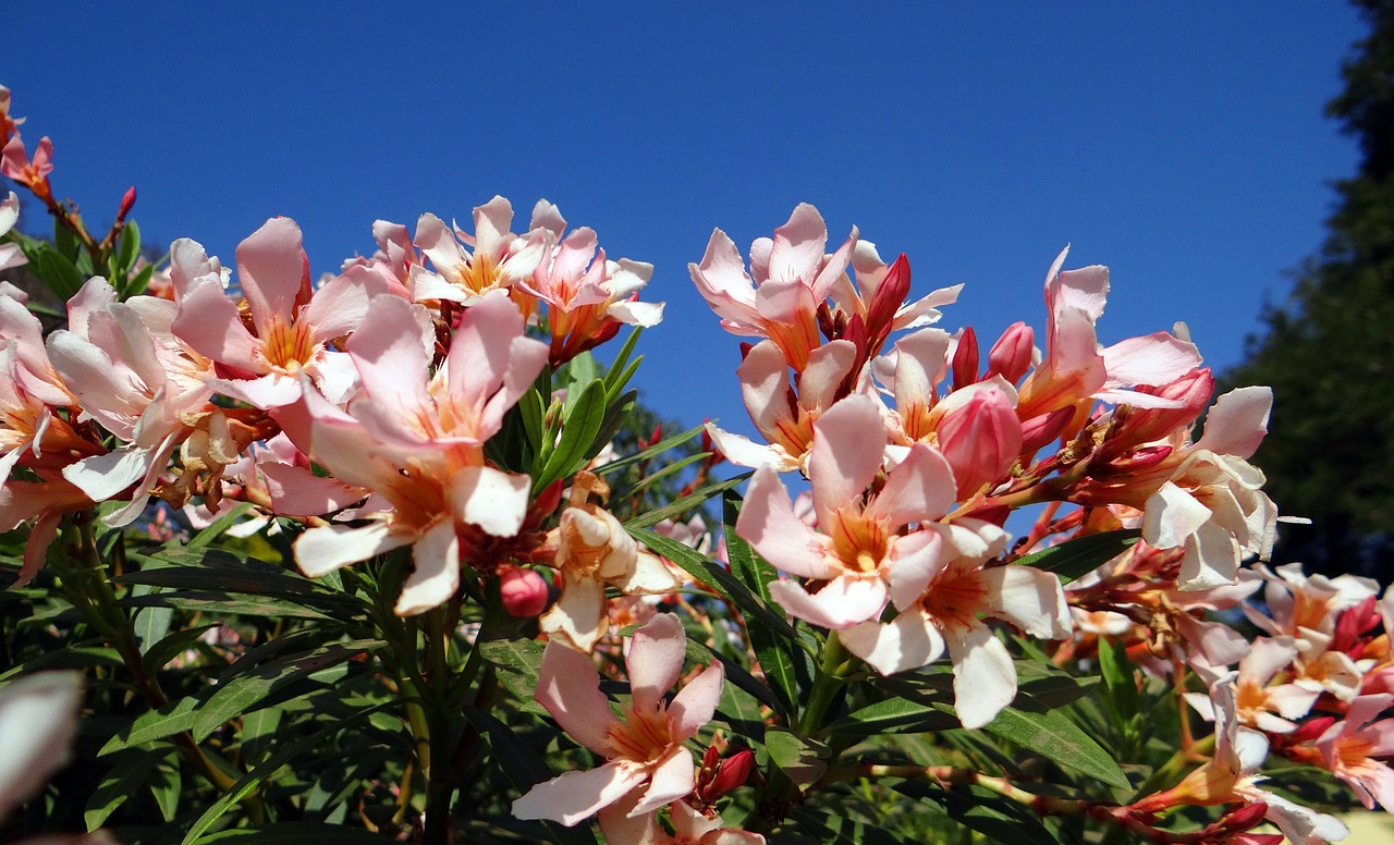 Wildflower, Gėlė, Oleander, Gėlių, Augalas, Natūralus, Žiedas, Žydėti, Žiedlapis, Botanikos