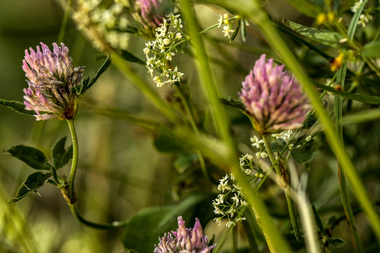 Wildflower, Gėlė, Gamta, Vasaros Gėlė, Vasara, Nemokamos Nuotraukos,  Nemokama Licenzija