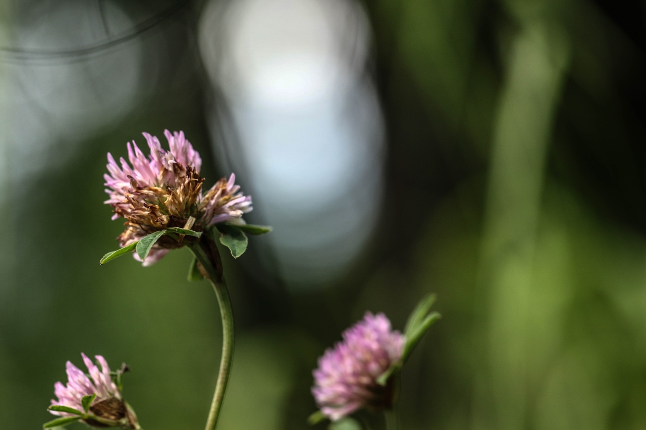 Wildflower, Gėlė, Gamta, Vasaros Gėlė, Vasara, Nemokamos Nuotraukos,  Nemokama Licenzija