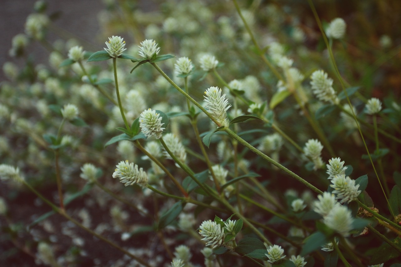 Wildflower, Vintage, Gamta, Žalias, Gėlė, Vasara, Pavasaris, Sodas, Flora, Augalas