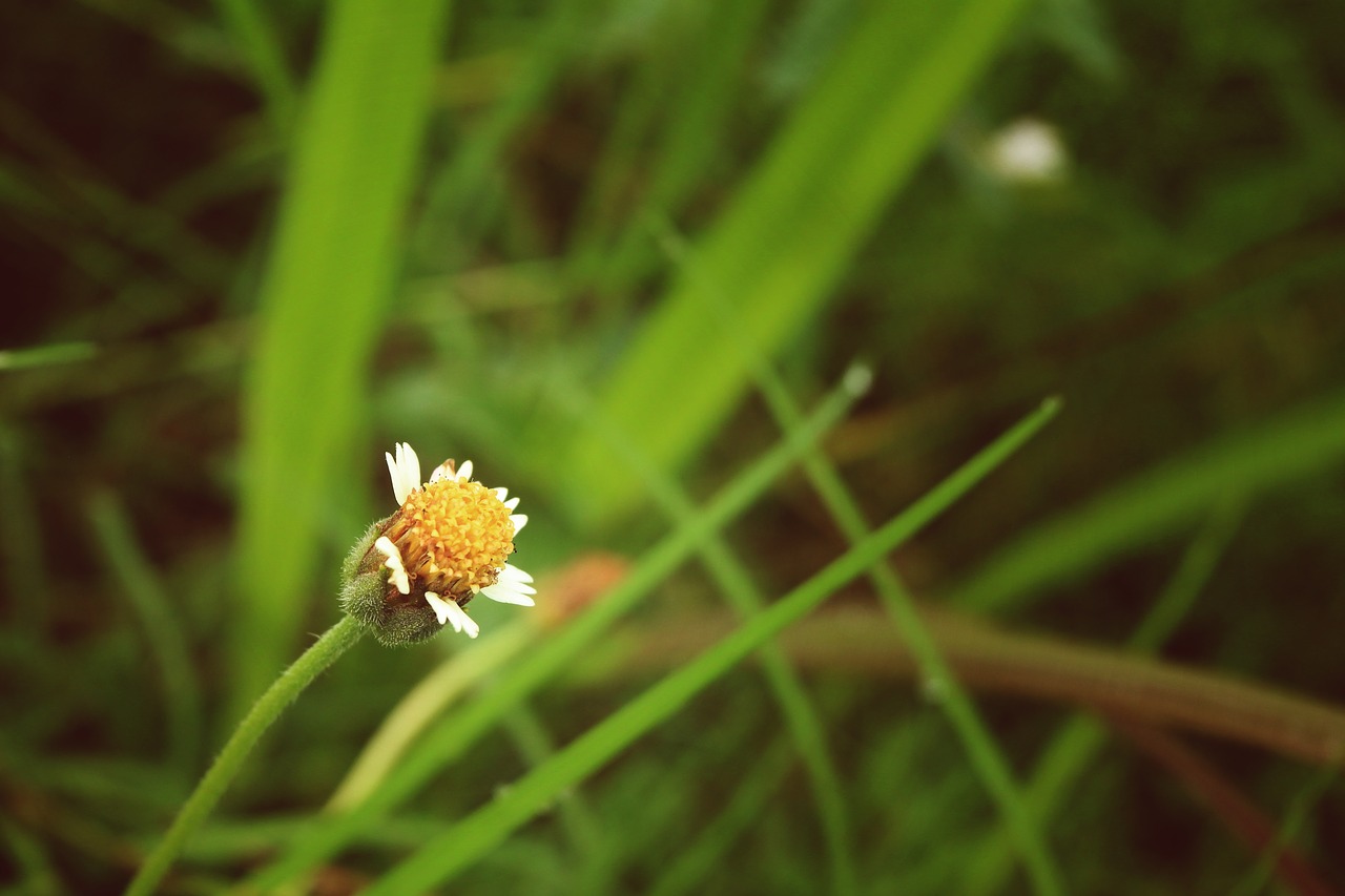 Wildflower, Gėlė, Žolė, Laukiniai, Žalias, Vintage, Gėlių, Vasara, Gamta, Sodas