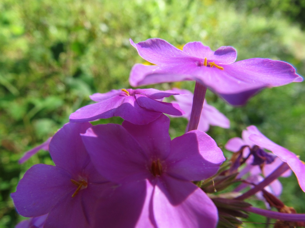 Wildflower, Rožinis, Violetinė, Nemokamos Nuotraukos,  Nemokama Licenzija
