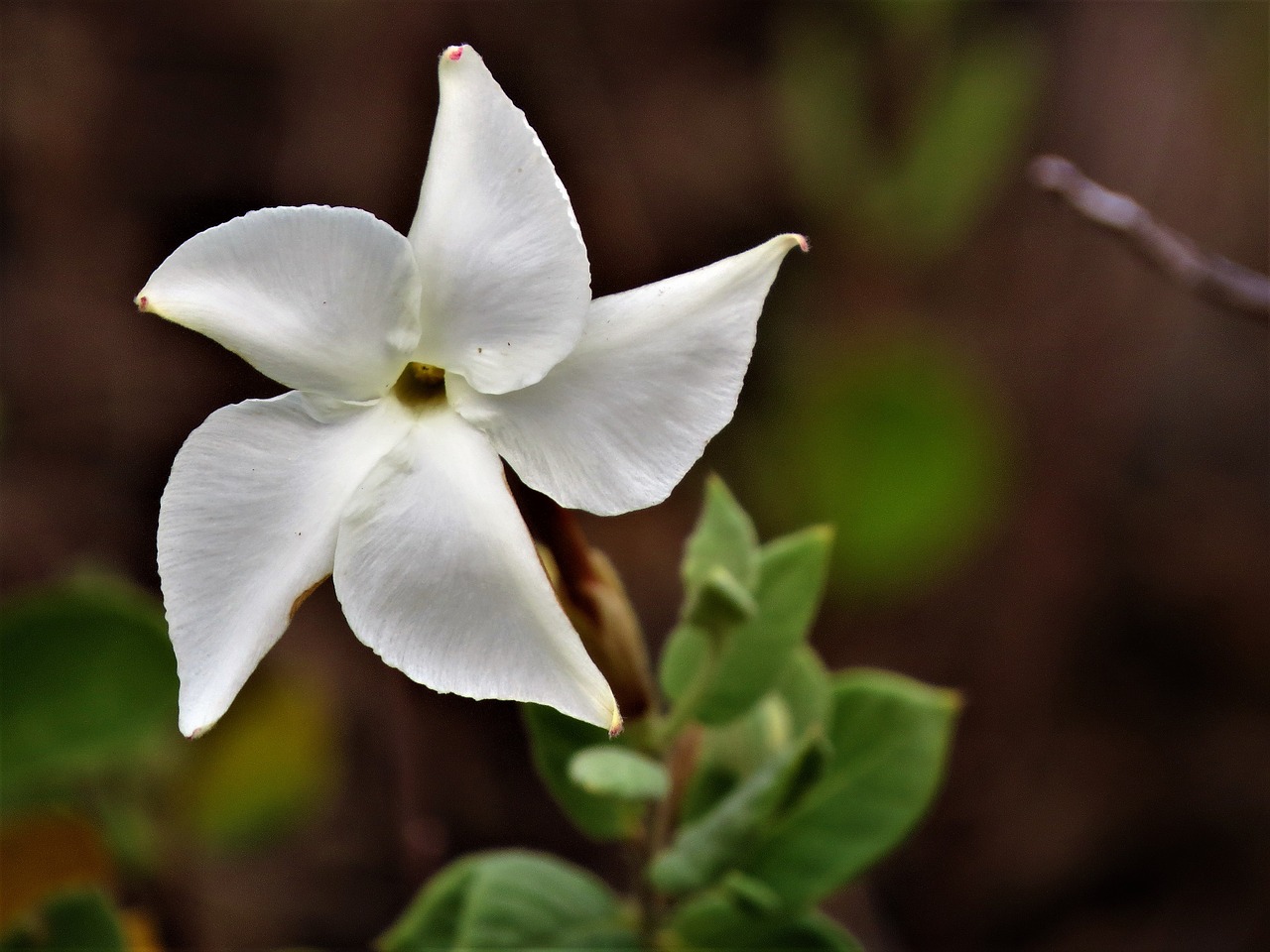 Wildflower, Balta, Žalias, Žygiai, Nemokamos Nuotraukos,  Nemokama Licenzija