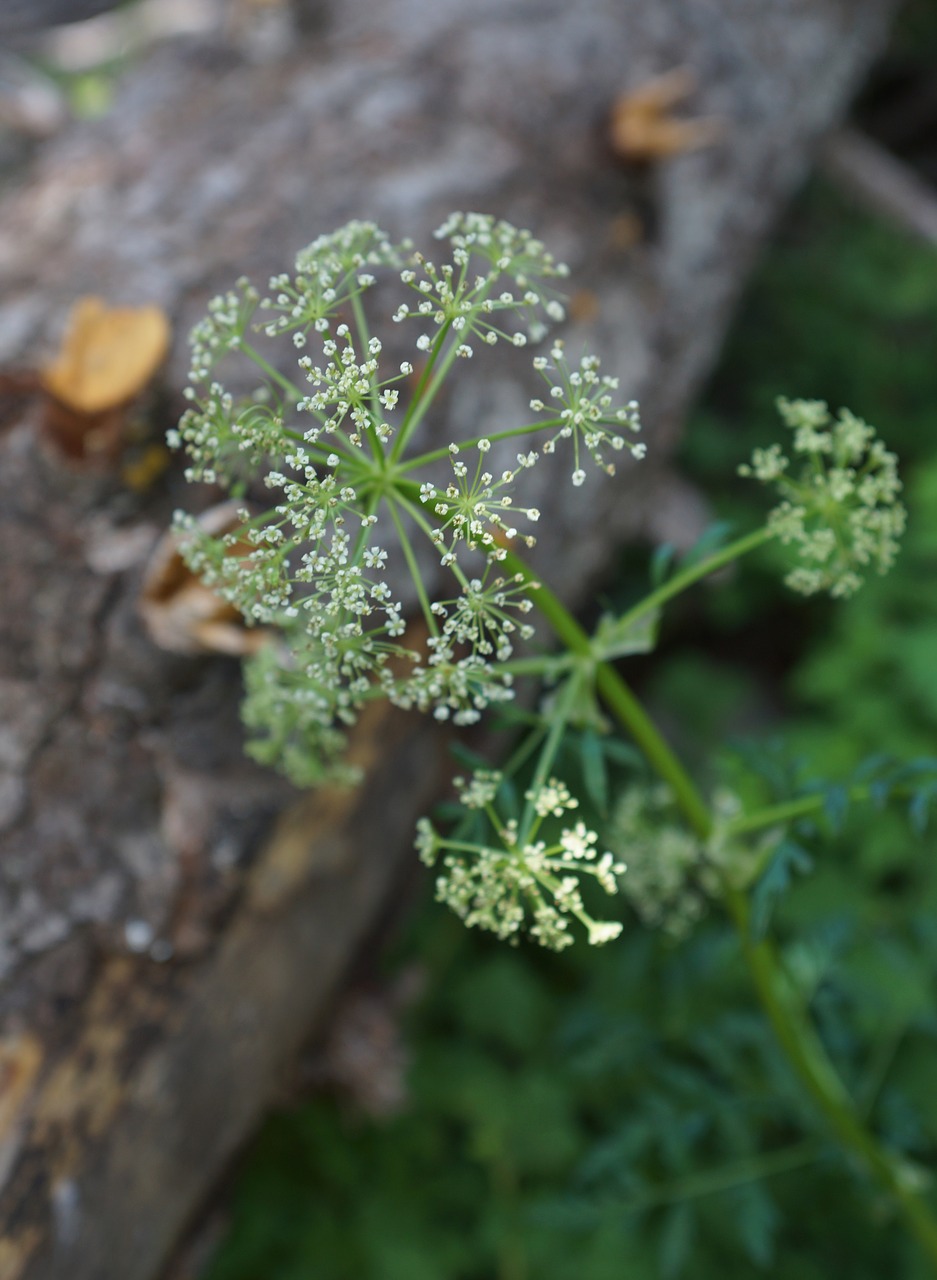 Wildflower, Balta, Žydėti, Mediena, Kontrastas, Romantiškas, Minkštas, Žalias, Žiedas, Gamta