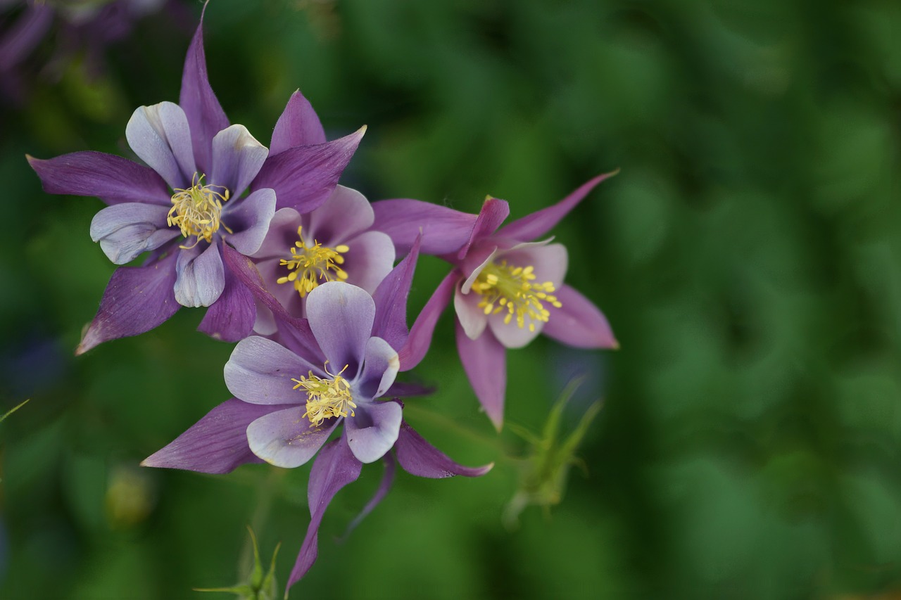 Wildflower, Violetinė, Kolumbinas, Žydėti, Gamta, Augalas, Gėlė, Colorado, Nemokamos Nuotraukos,  Nemokama Licenzija