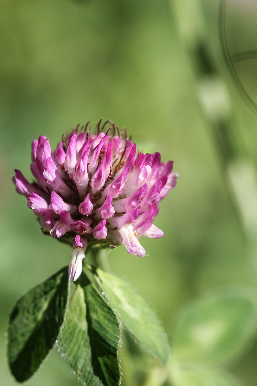 Wildflower, Rožinis, Gamta, Gėlė, Vasaros Gėlė, Nemokamos Nuotraukos,  Nemokama Licenzija