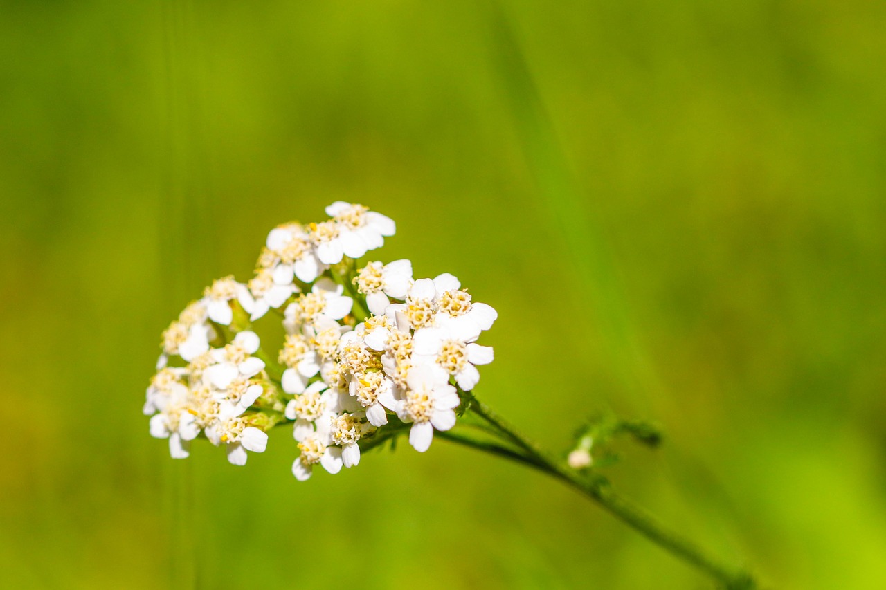 Wildflower, Balta, Gamta, Žalias, Gėlė, Vasaros Gėlė, Nemokamos Nuotraukos,  Nemokama Licenzija