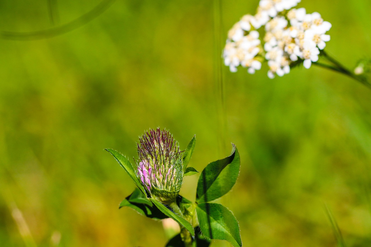 Wildflower, Balta, Gamta, Žalias, Gėlė, Vasaros Gėlė, Nemokamos Nuotraukos,  Nemokama Licenzija