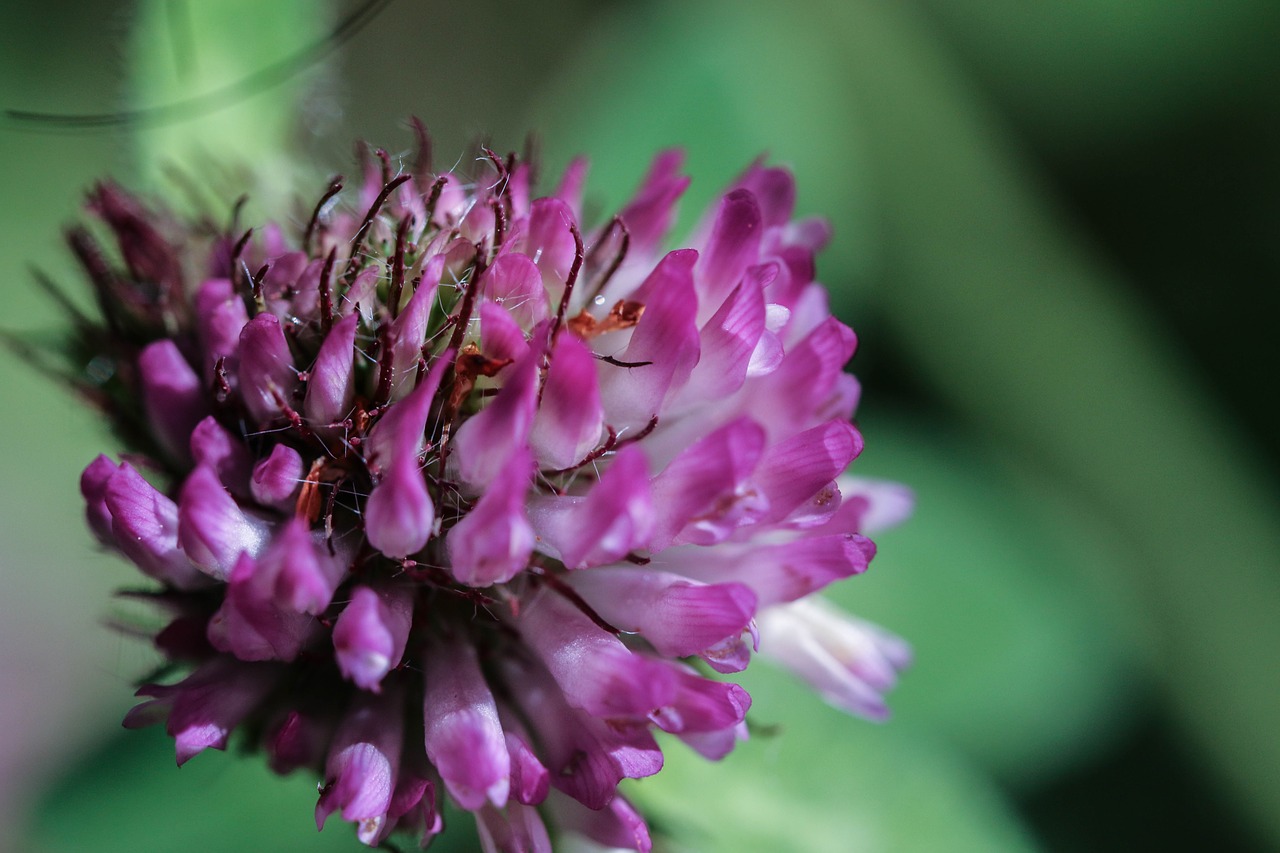 Wildflower, Rožinis, Gamta, Gėlė, Vasaros Gėlė, Nemokamos Nuotraukos,  Nemokama Licenzija