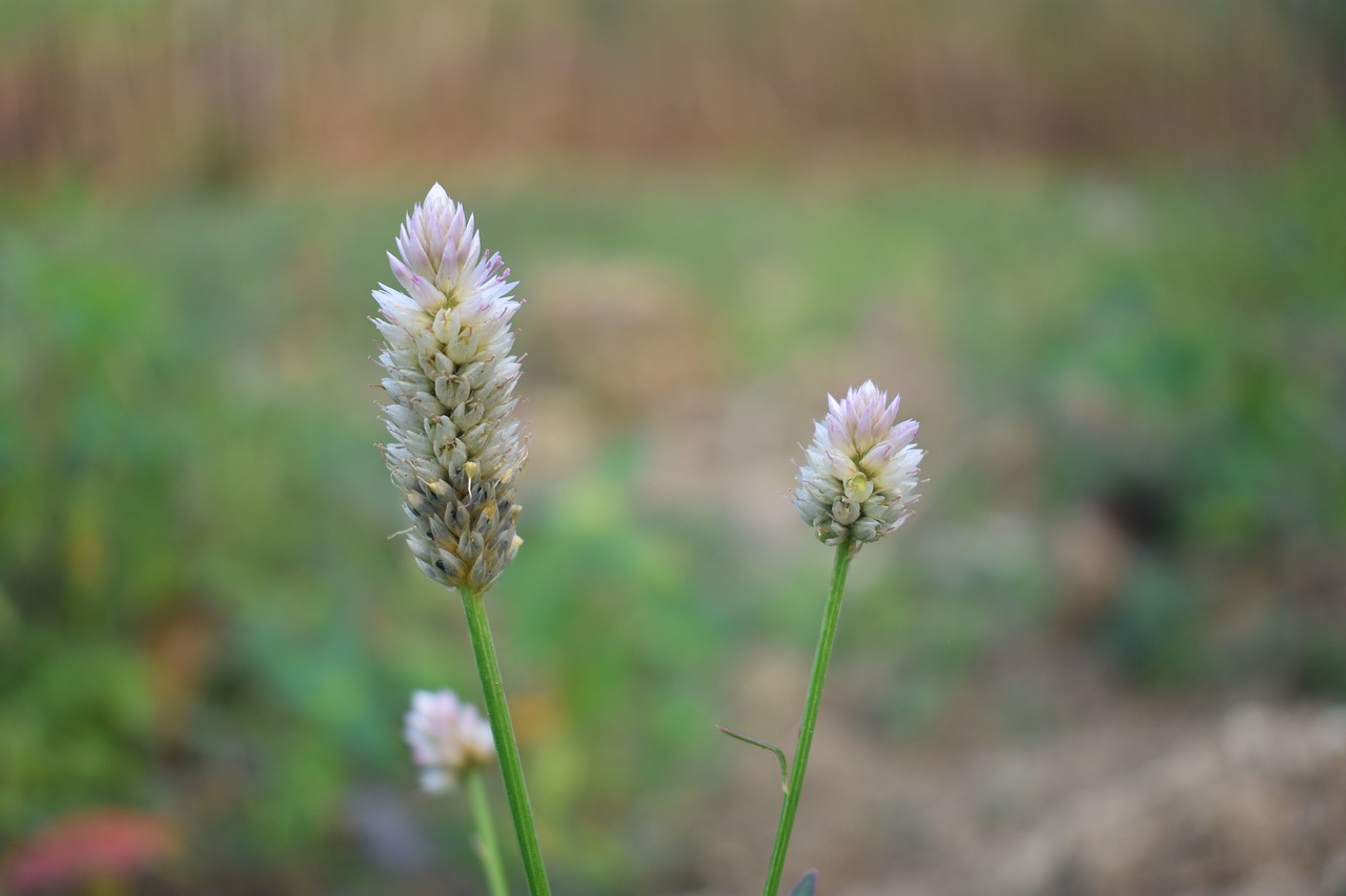 Wildflower, Gėlė, Žolė, Gėlių, Vasara, Laukiniai, Laukinė Gėlė, Sodas, Žydėti, Nemokamos Nuotraukos