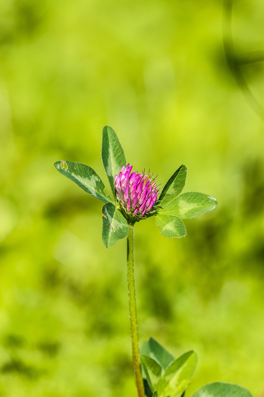 Wildflower, Gėlė, Vasaros Gėlė, Vasara, Rožinis, Žalias, Nemokamos Nuotraukos,  Nemokama Licenzija