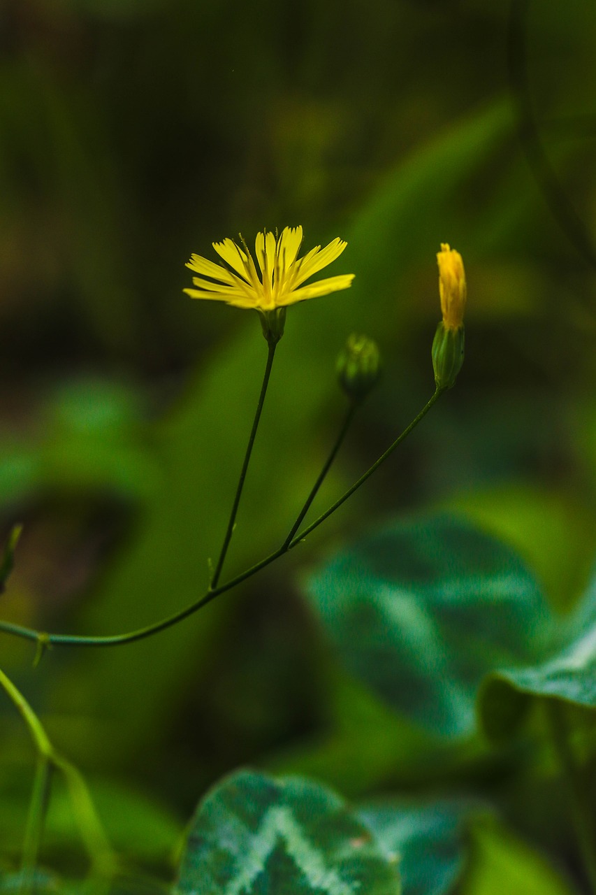 Wildflower, Laukiniai, Gamta, Gėlė, Geltona, Žalias, Vasaros Gėlė, Nemokamos Nuotraukos,  Nemokama Licenzija