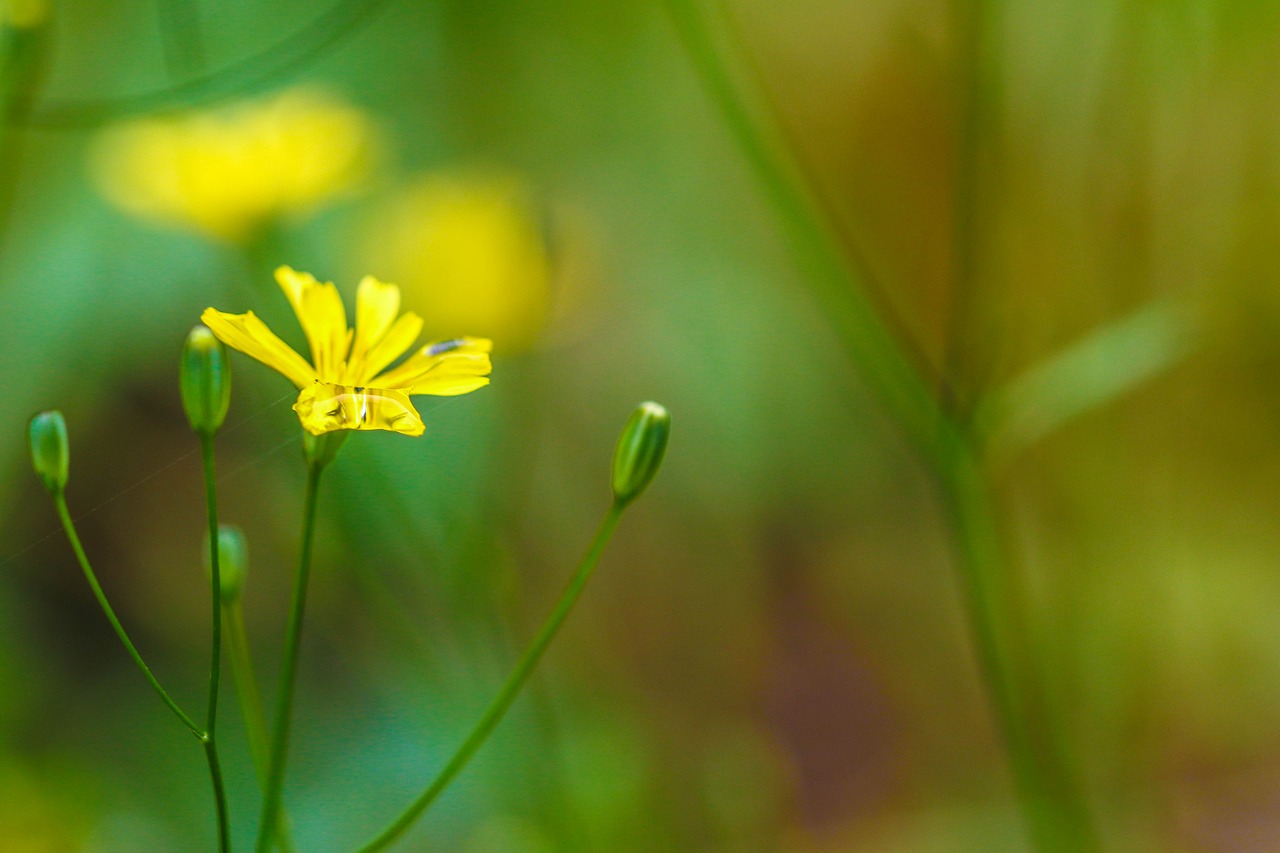 Wildflower, Geltona, Žalias, Gamta, Vasaros Gėlė, Nemokamos Nuotraukos,  Nemokama Licenzija