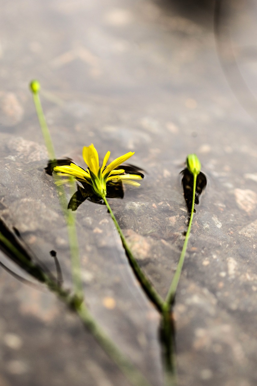 Wildflower, Geltona, Gėlė, Vasara, Gamta, Peizažas, Vanduo, Nemokamos Nuotraukos,  Nemokama Licenzija