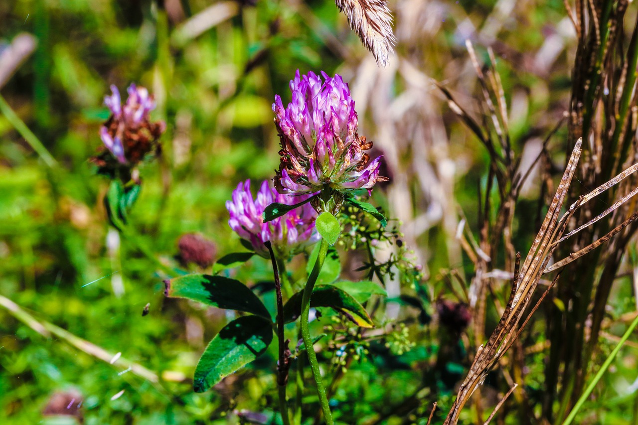 Wildflower, Vasara, Rožinis, Gamta, Vasaros Gėlė, Nemokamos Nuotraukos,  Nemokama Licenzija