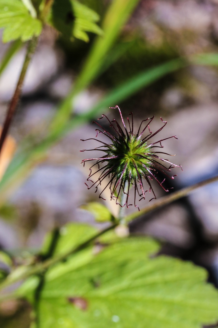 Wildflower, Vasara, Gamta, Vasaros Gėlė, Nemokamos Nuotraukos,  Nemokama Licenzija