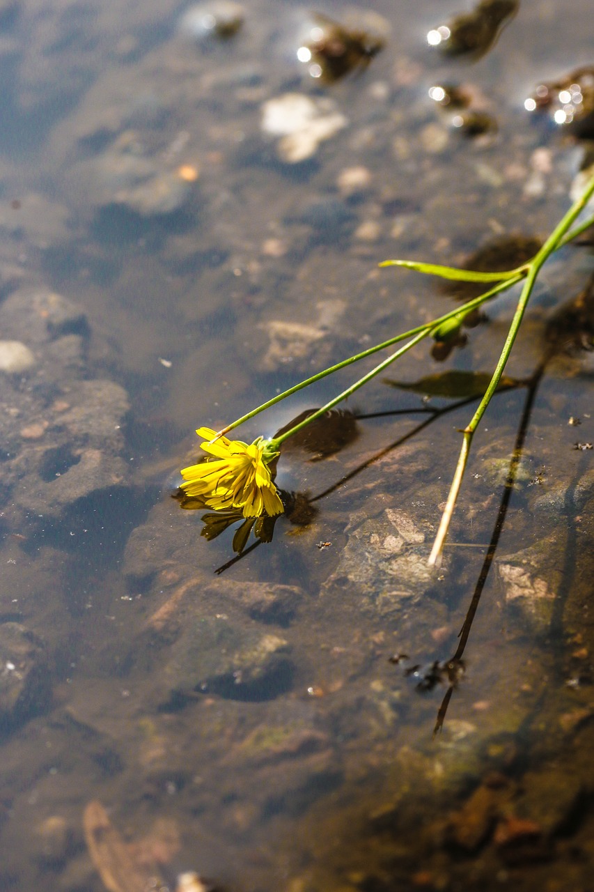 Wildflower, Vasaros Gėlė, Gamta, Geltona, Peizažas, Nemokamos Nuotraukos,  Nemokama Licenzija