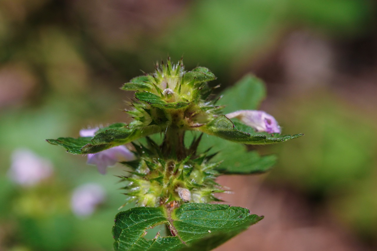 Wildflower, Gamta, Makro, Žalias, Nemokamos Nuotraukos,  Nemokama Licenzija