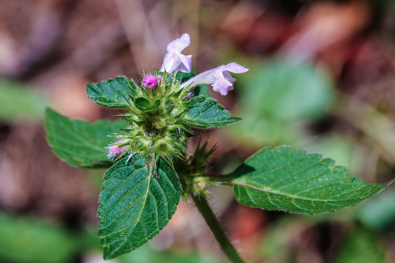 Wildflower, Gamta, Makro, Žalias, Nemokamos Nuotraukos,  Nemokama Licenzija