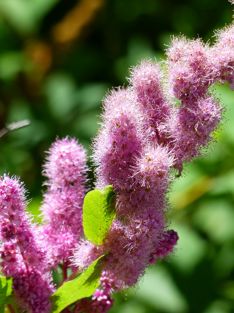 Wildflower, Rožinis, Gėlė, Vasara, Augalas, Pieva, Gamta, Žiedas, Gėlių, Žydi