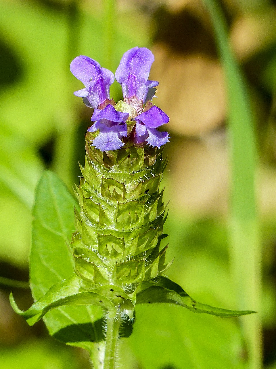 Wildflower, Gėlė, Violetinė, Mažas, Augalas, Pieva, Gėlių, Natūralus, Gamta, Laukas