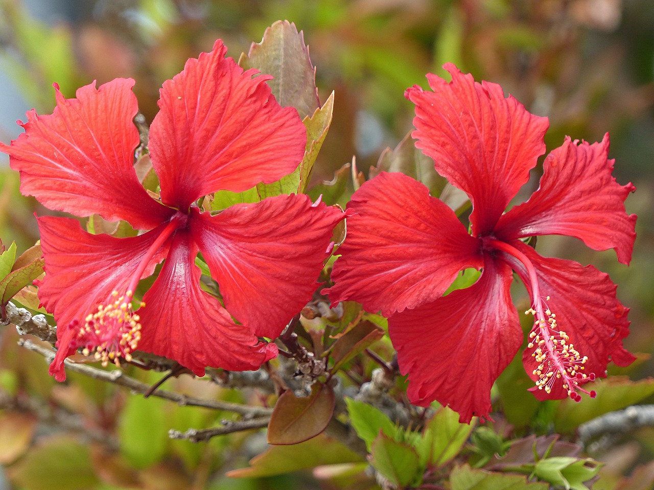 Wildflower, Hibiscus, Gėlė, Aplinka, Gėlių, Augalas, Natūralus, Žiedas, Žydėti, Žiedlapis