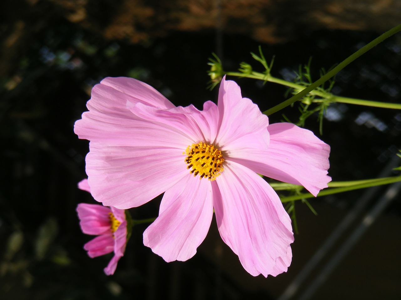 Wildflower, Sodas, Gėlių, Augalas, Natūralus, Žiedas, Žydėti, Žiedlapis, Botanikos, Ekologiškas