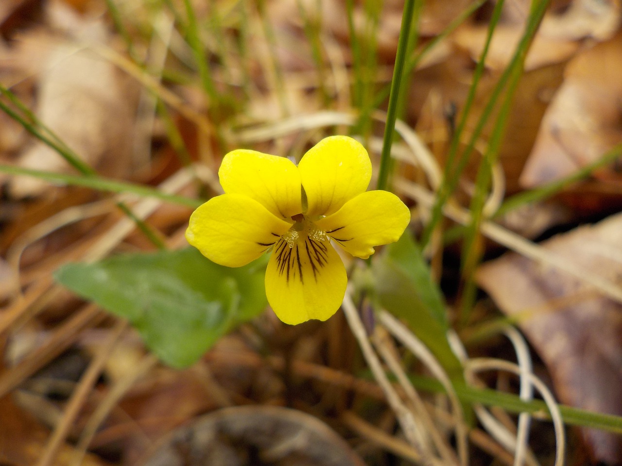 Wildflower, Gėlė, Augalas, Geltona, Laukiniai, Nemokamos Nuotraukos,  Nemokama Licenzija