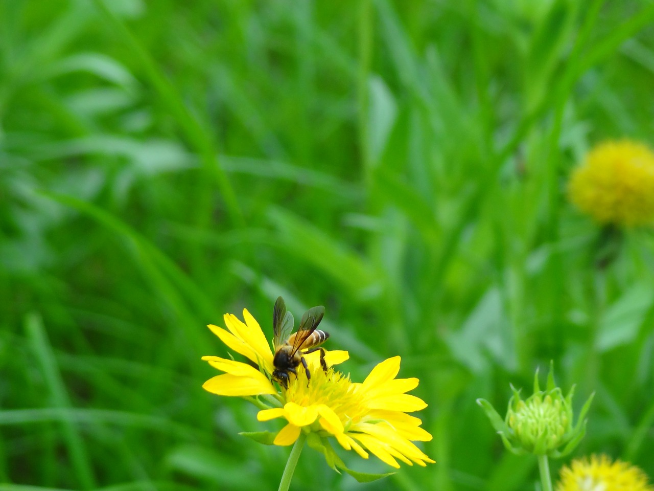 Wildflower, Medaus Bitė, Gėlė, Flora, Vabzdys, Sparnas, Laukinė Gamta, Klaida, Mažas, Antenos