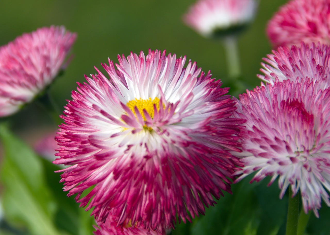 Wildflower, Rozės, Gėlė, Iš Arti, Gėlių, Augalas, Natūralus, Žiedas, Žydėti, Žiedlapis