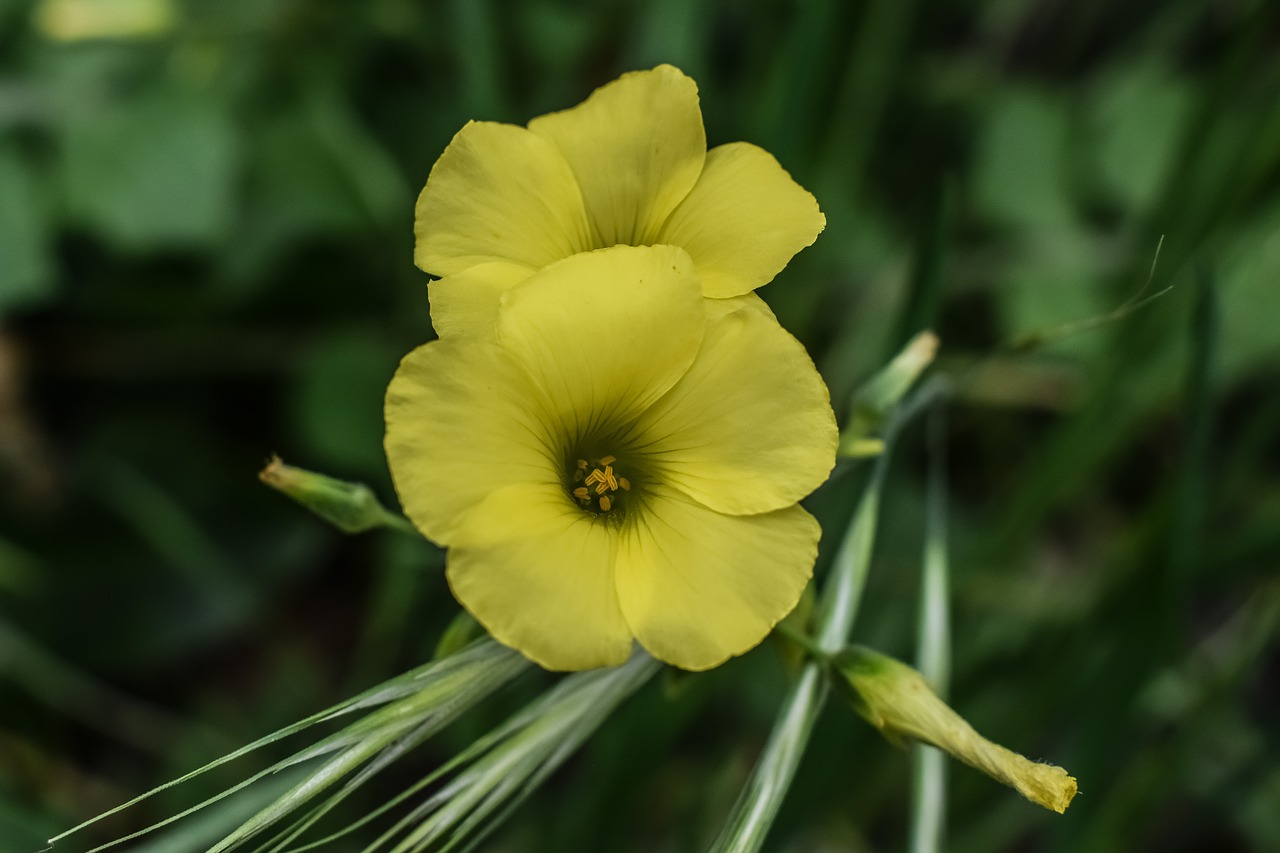 Wildflower,  Gamta,  Flora,  Pavasaris,  Žydi,  Gėlė,  Geltona,  Kipras,  Be Honoraro Mokesčio, Nemokamos Nuotraukos