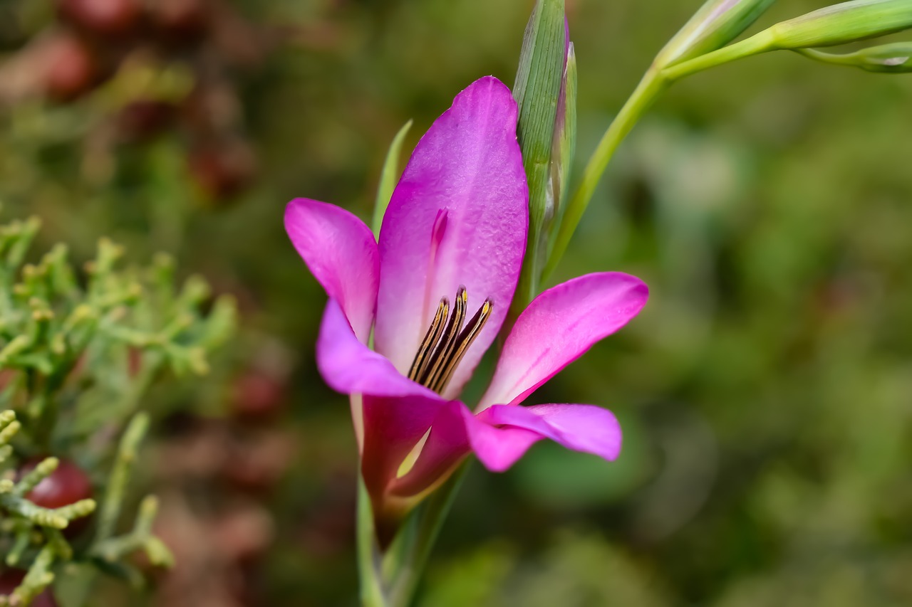 Wildflower,  Gamta,  Gėlė,  Flora,  Augalas,  Pavasaris,  Rožinis,  Pavasaris,  Žiedas,  Žydi