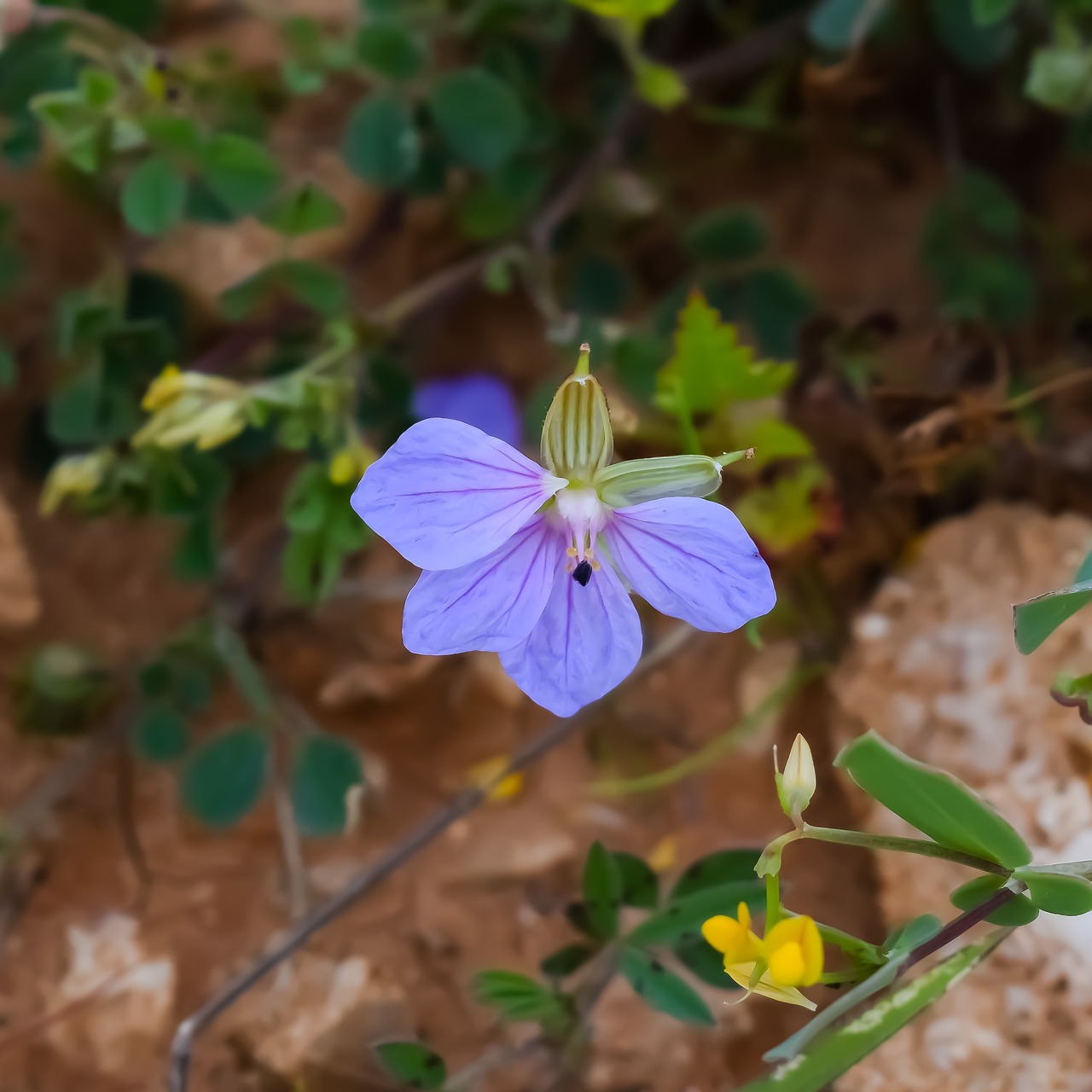 Wildflower,  Gėlė,  Flora,  Gamta,  Augalas,  Pavasaris,  Kipras,  Be Honoraro Mokesčio, Nemokamos Nuotraukos,  Nemokama Licenzija