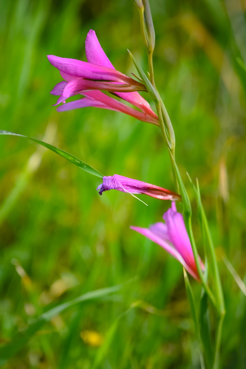 Wildflower,  Gėlė,  Gamta,  Flora,  Žolė,  Pavasaris,  Žiedas,  Žydėti,  Žydi,  Kipras