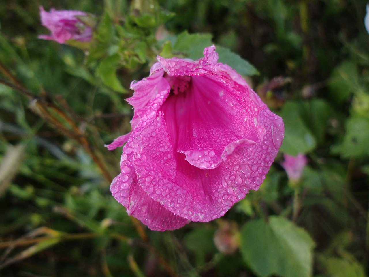 Wildflower, Ryto Rasa, Šlapias, Gėlė, Rožinė Gėlė, Lašai Augalų Lapai, Vanduo, Augalas, Natūralus, Botanikos