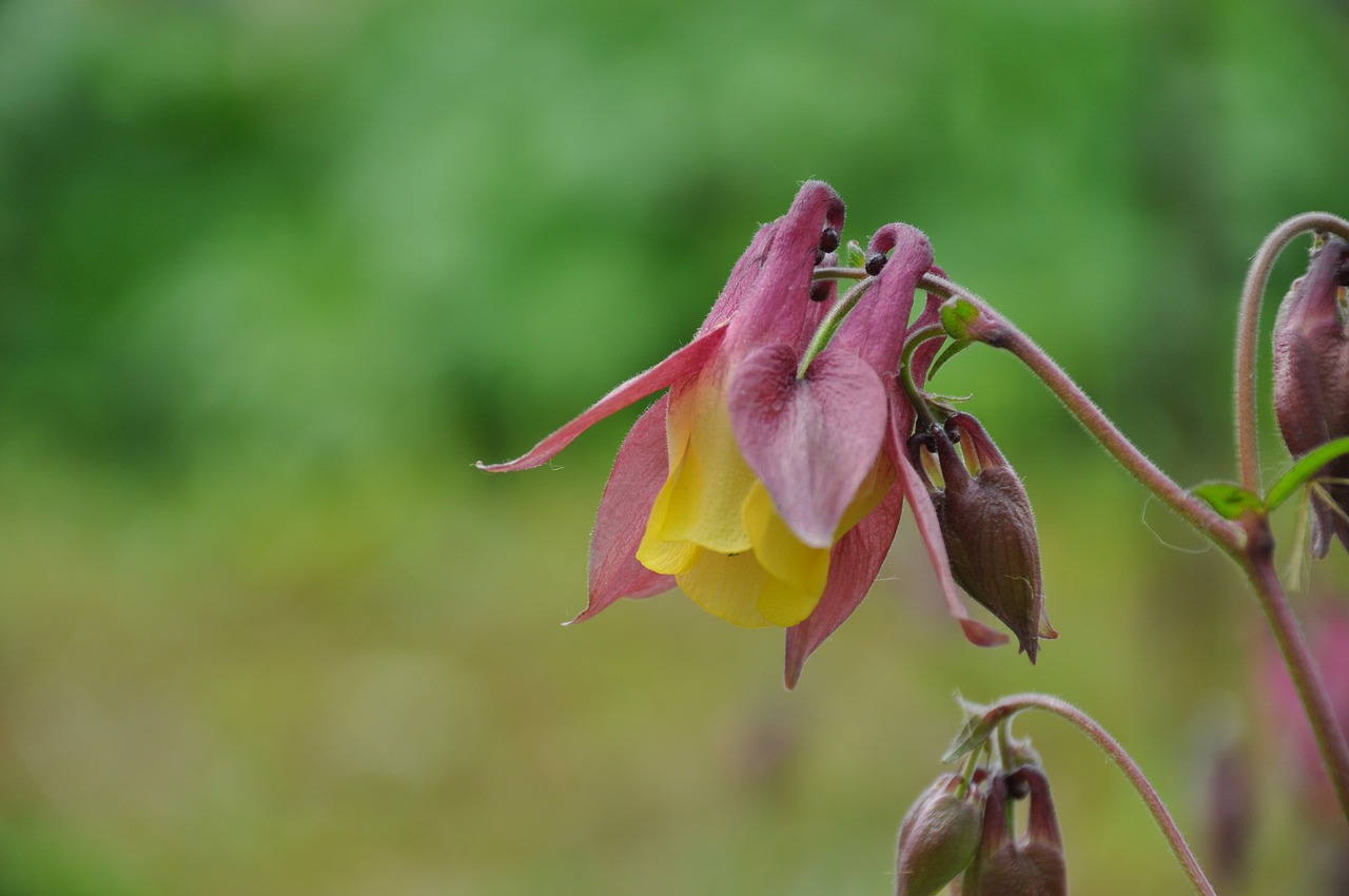 Wildflower,  Kalnų,  Slėnis,  Korėjos Respublika, Nemokamos Nuotraukos,  Nemokama Licenzija