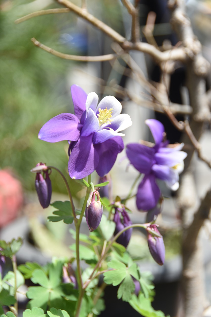 Wildflower,  Štai,  Pavasaris, Nemokamos Nuotraukos,  Nemokama Licenzija