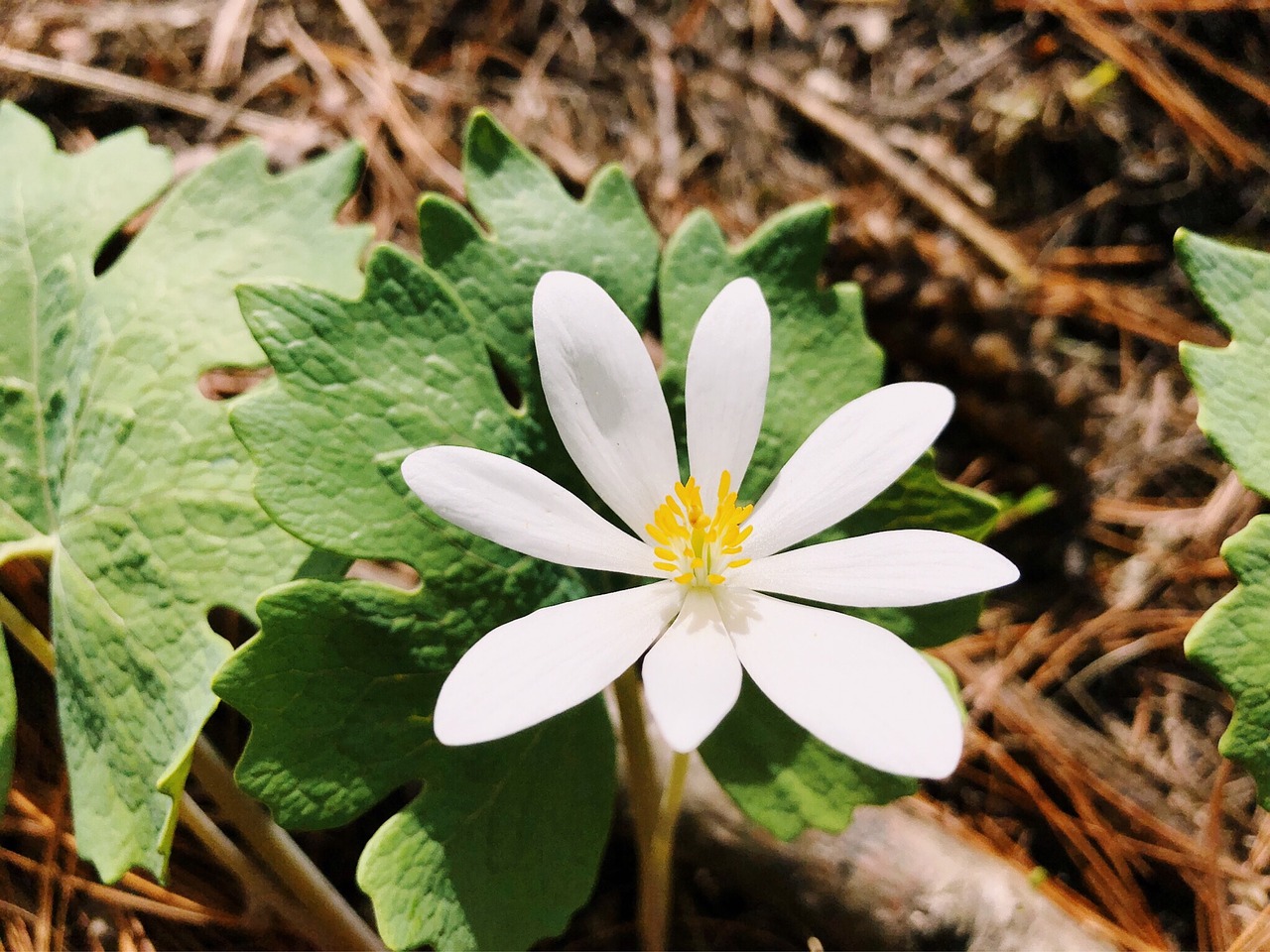 Wildflower,  Bloodroot,  Baltos Spalvos,  Gėlė,  Pobūdį,  Pavasaris, Nemokamos Nuotraukos,  Nemokama Licenzija