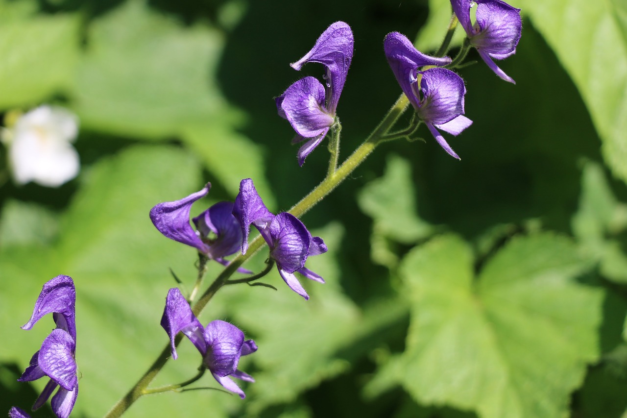 Wildflower,  Vasara,  Spalva, Nemokamos Nuotraukos,  Nemokama Licenzija