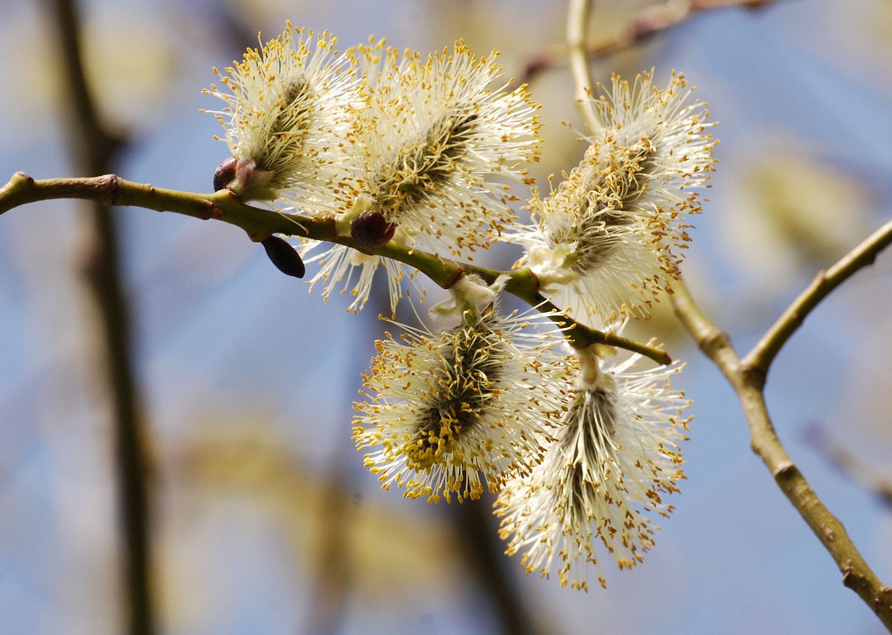 Wildflower, Gėlė, Gluosnis, Kačiukas, Saliksas, Iš Arti, Pavasaris, Gėlių, Augalas, Natūralus