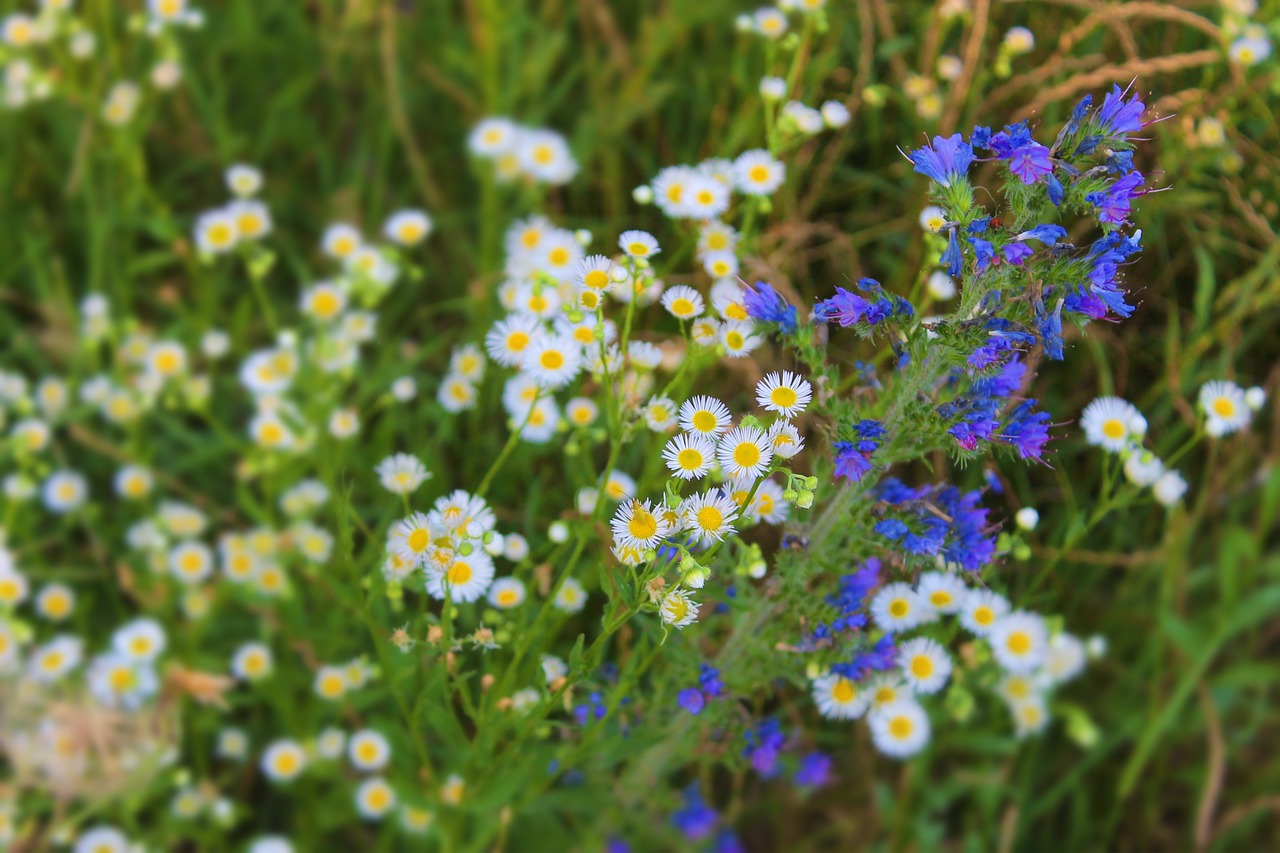 Wildflower,  Meadow,  Laukas,  Pobūdį,  Gėlės,  Gėlė,  Žolė,  Polne, Nemokamos Nuotraukos,  Nemokama Licenzija