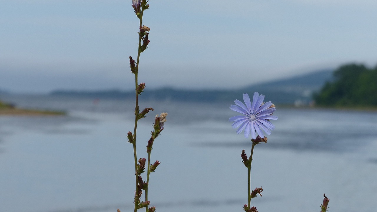 Wildflower,  Mėlyna Gėlė,  Cikorijos,  Vandenynas, Nemokamos Nuotraukos,  Nemokama Licenzija