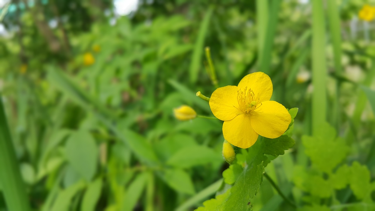 Wildflower,  Gėlės,  Ponca, Nemokamos Nuotraukos,  Nemokama Licenzija