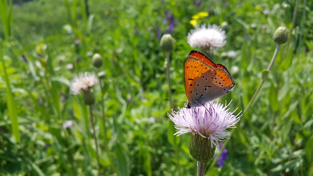 Wildflower,  Gėlės,  Drugys, Nemokamos Nuotraukos,  Nemokama Licenzija