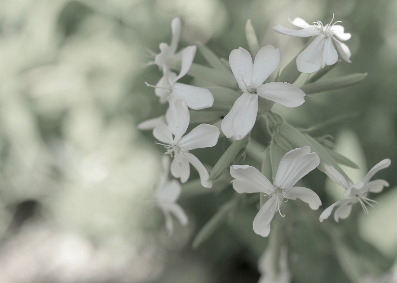 Wildflower,  Nesočiosios,  Pobūdį,  Vasara,  Gėlė,  Žiedas,  Lauko,  Pieva, Nemokamos Nuotraukos,  Nemokama Licenzija